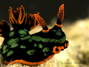 Nembrotha kubaryana.  Davao.  G9/DS160s/Stacked Inon UCL1... by Richard Witmer 